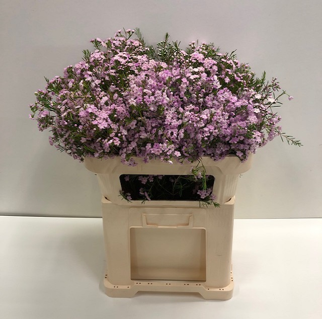 Chamelaucium dancing queen.jpg